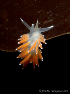 Living on the edge.
Flabellina browni by Jorn Ari 